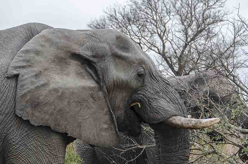 Elefante - reserva Sabi Sands - Sudáfrica 4.jpg